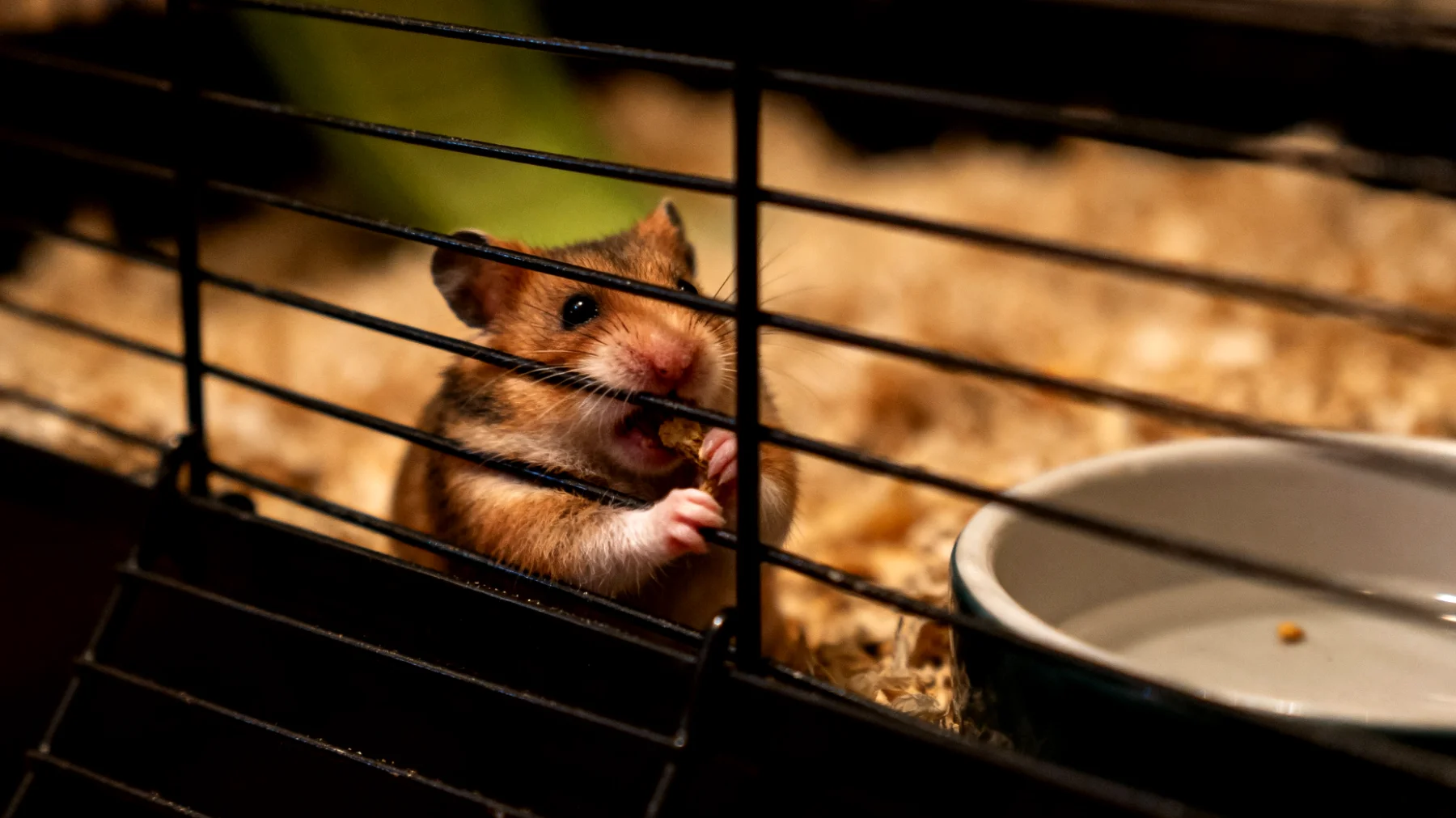 Hamster zeigt in der Wohnungshaltung ungewöhnliches Verhalten wie übermäßiges Gitternagen, Lethargie oder Aggressivität, was auf eine nicht artgerechte Haltung, zu kleinen Käfig, fehlende Beschäftigungsmöglichkeiten oder falsche Tag-Nacht-Rhythmen in der Wohnung hindeuten kann"
