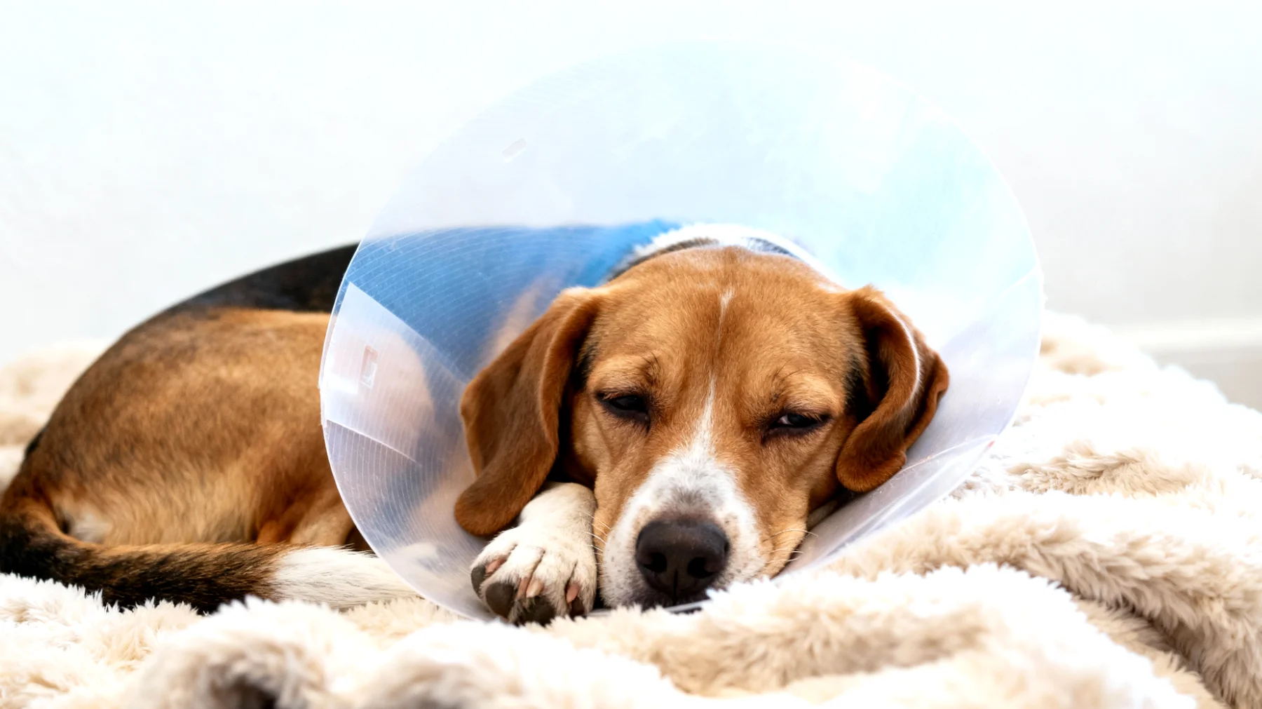 Hunde zeigen nach der Kastration häufig Verhaltensänderungen wie Appetitlosigkeit, Lethargie oder Unruhe, und benötigen sanfte, natürliche Unterstützung zur Förderung der Wundheilung und Schmerzlinderung ohne ausschließlich auf Medikamente zurückzugreifen"