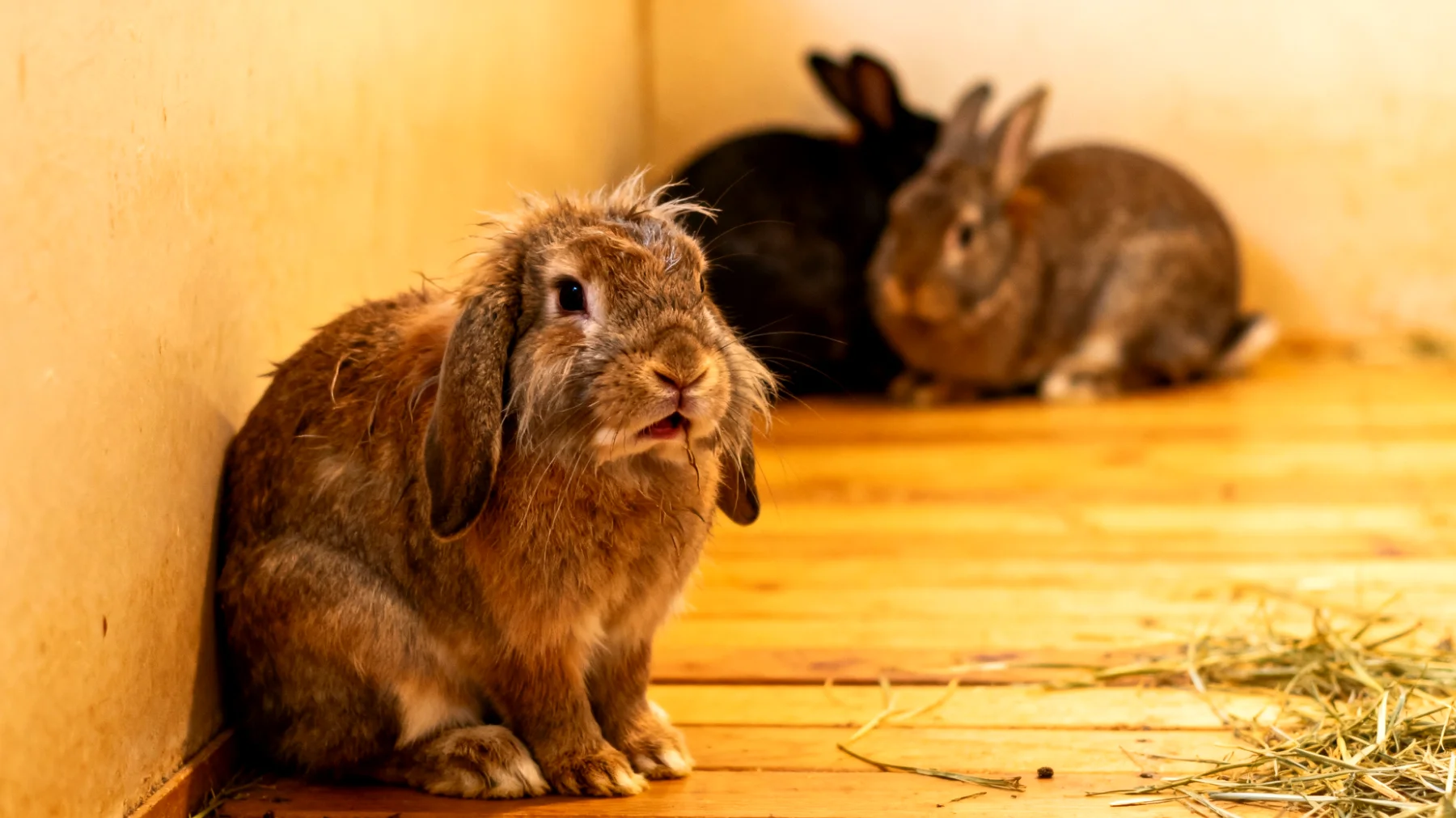 Kaninchen zeigen nach tierärztlichen Eingriffen oft Stress und Unwohlsein, insbesondere wenn sie mit anderen Tieren zusammenleben, da die Gruppendynamik gestört werden kann und das behandelte Kaninchen möglicherweise anders riecht oder sich anders verhält, was zu Ablehnung oder Aggression durch Artgenossen führen kann"
