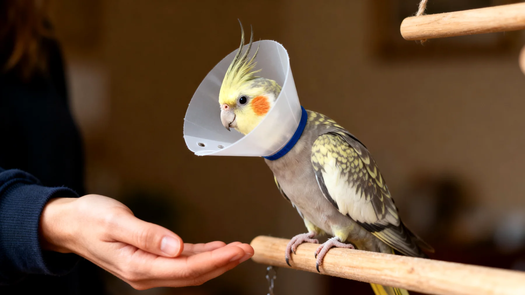 Nymphensittiche benötigen nach einer Kastration besondere Aufmerksamkeit und angepasstes Training, da der Eingriff ihr Hormonsystem und Verhalten beeinflussen kann, was Verhaltensübungen erschwert"