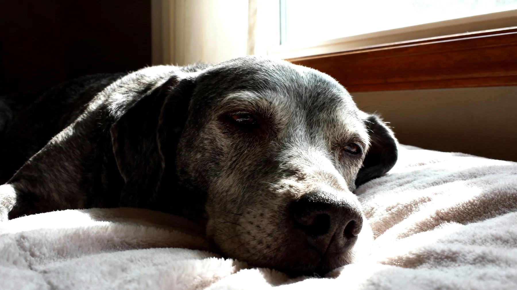 Ältere Hunde haben oft Schwierigkeiten mit Stressabbau und Entspannung, da sie unter altersbedingten Beschwerden wie Gelenkschmerzen, verminderter Mobilität und kognitiven Veränderungen leiden, was zu erhöhter Unruhe, Angstzuständen und gestörtem Schlaf führen kann"
