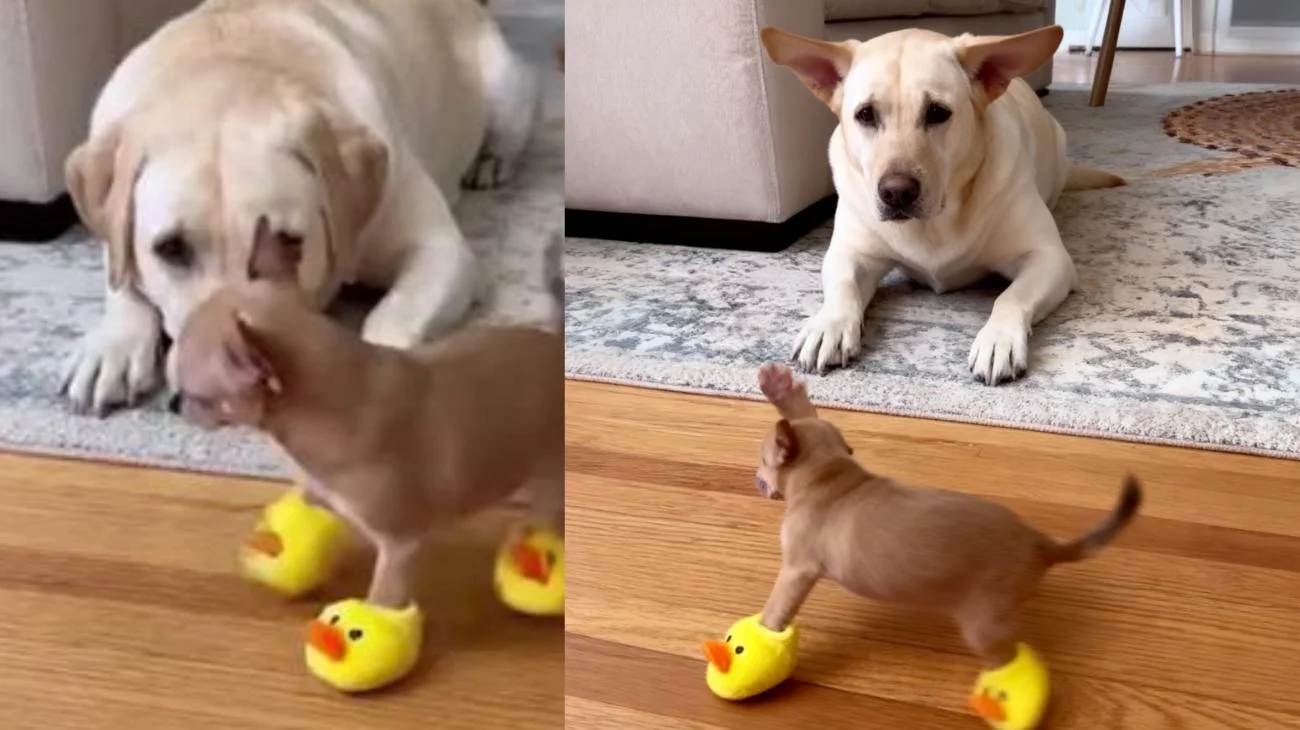 Ein lärmender Chihuahua in quietschenden Entenschuhen testet die Geduld eines Labradors😂#pet #cutedogs #pets #cutedog #dogs"